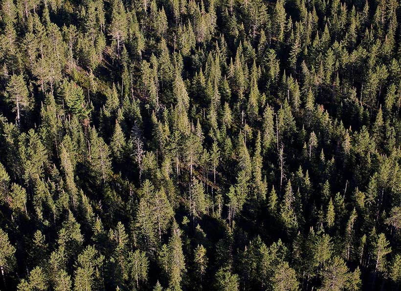 Aerial view of mixed coniferous forest of pines, spruce and balsam fir in Itasca County, Minnesota. &copy; Richard Hamilton Smith