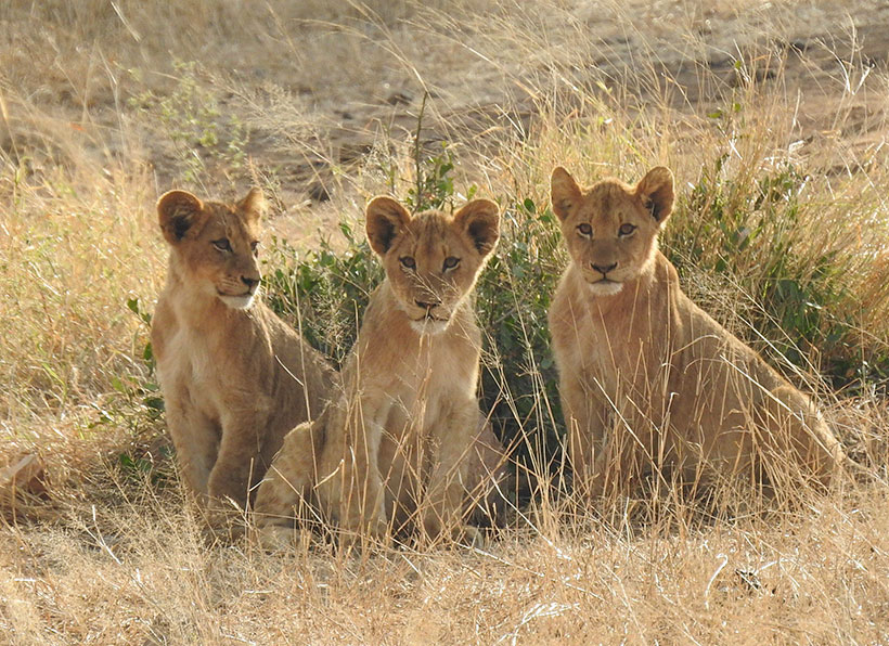 Three young lions near Satara in the Kruger National Park of South Africa. &copy; Marius Miennie/TNC Photo Contest 2019