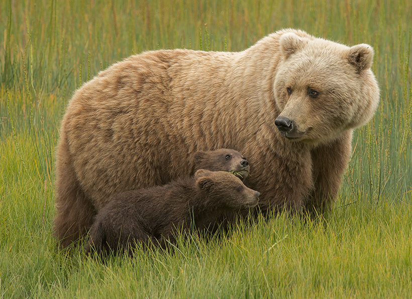 Brown bear with her two cubs in Lake Clark National Park and Preserve, Alaska. © Dave Shaffer/TNC Photo Contest 2018