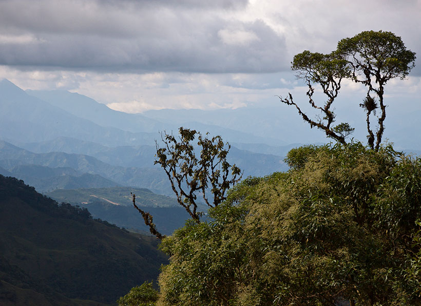 High forest in the Andes of Colombia. &copy; Timothy Boucher/TNC