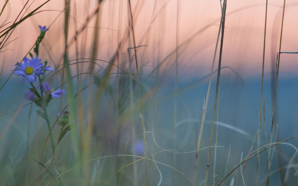 Aster blooming on the prairie. &copy; Richard Hamilton Smith