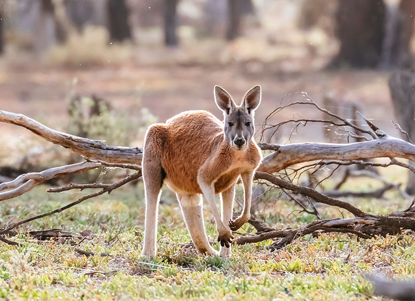 Red kangaroo in the scrub of the CCB Wetland system, Australia. &copy; Andrew Peacock