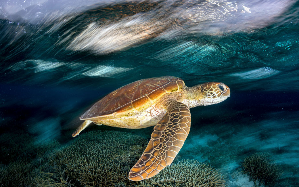 An endangered Green Sea Turtle gracefully glides below the waves in the lagoon.