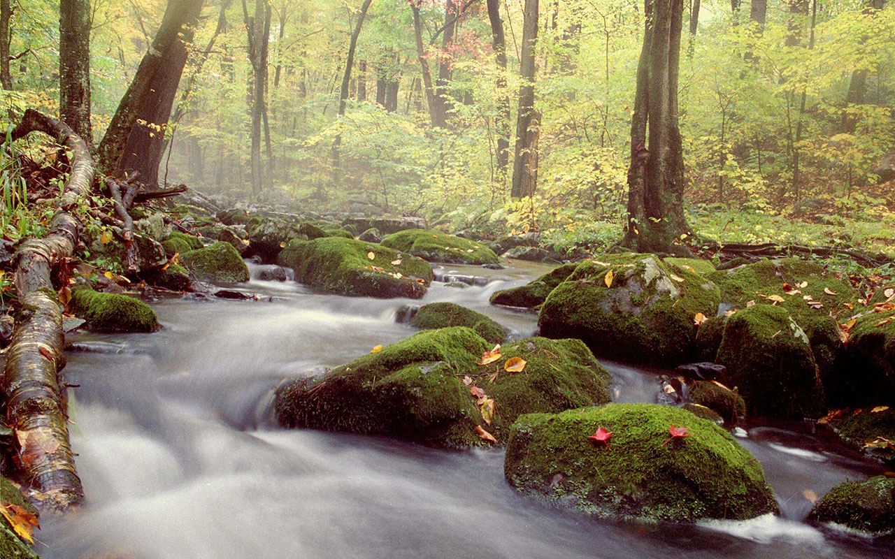 Time-lapse flow of water between moss-covered boulders in a forest with golden autumn color and a light mist in the air.