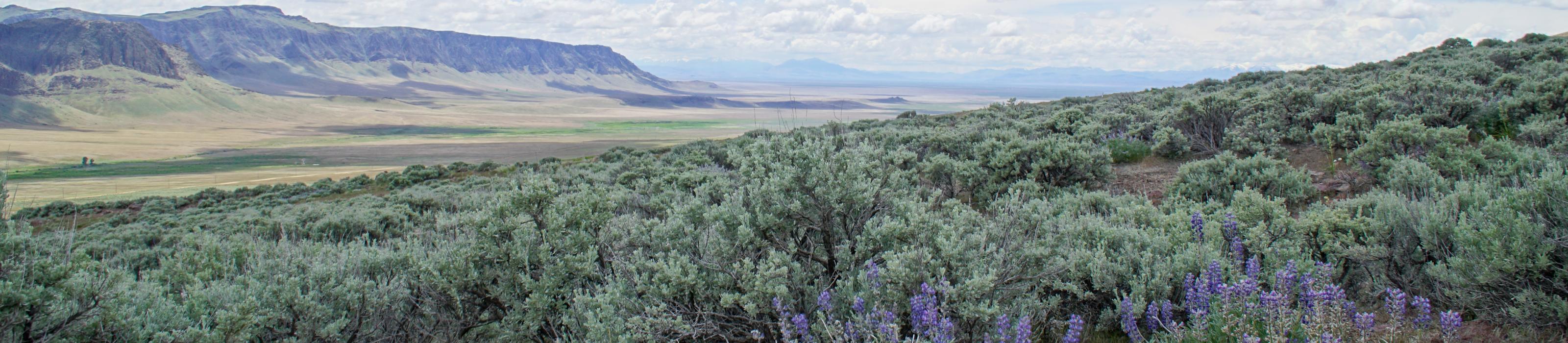 View looking across the vast Sagebrush Sea, with purple flowers and a forest of sage growing in the foreground and mountains in the distance at the edge of a vast plain.