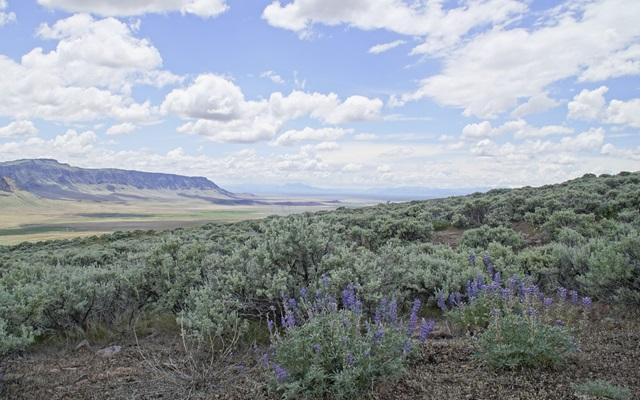 View looking across the vast Sagebrush Sea, with purple flowers and a forest of sage growing in the foreground and mountains in the distance at the edge of a vast plain.