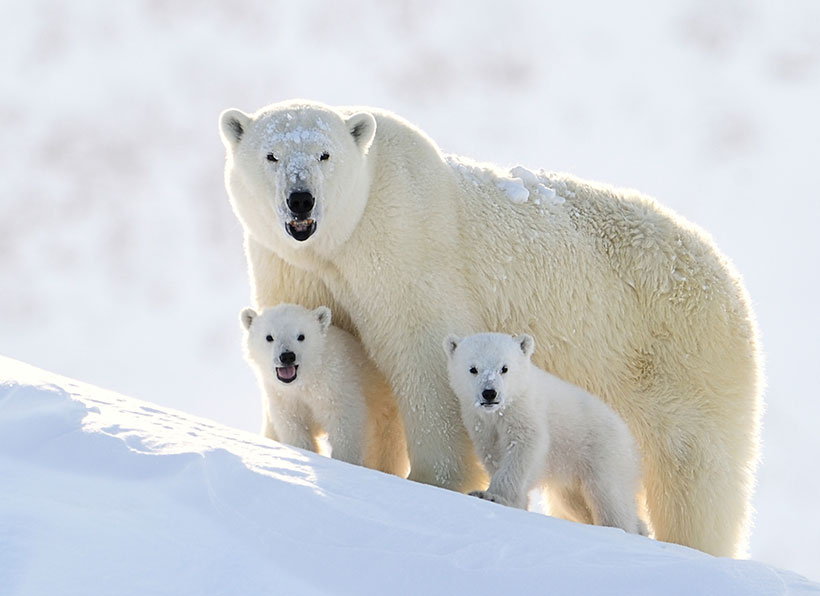 A polar bear family near Baffin Island in the Canadian Arctic. &copy; John Rollins