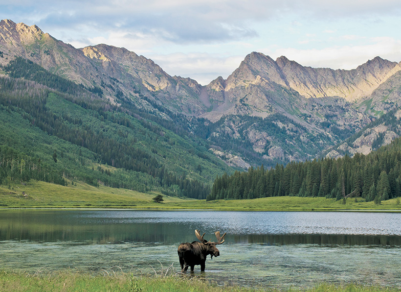 Bull moose photographed at Piney Lake, Colorado, along the Gore Range and Eagles Nest Wilderness. &copy; Sophia Floyd