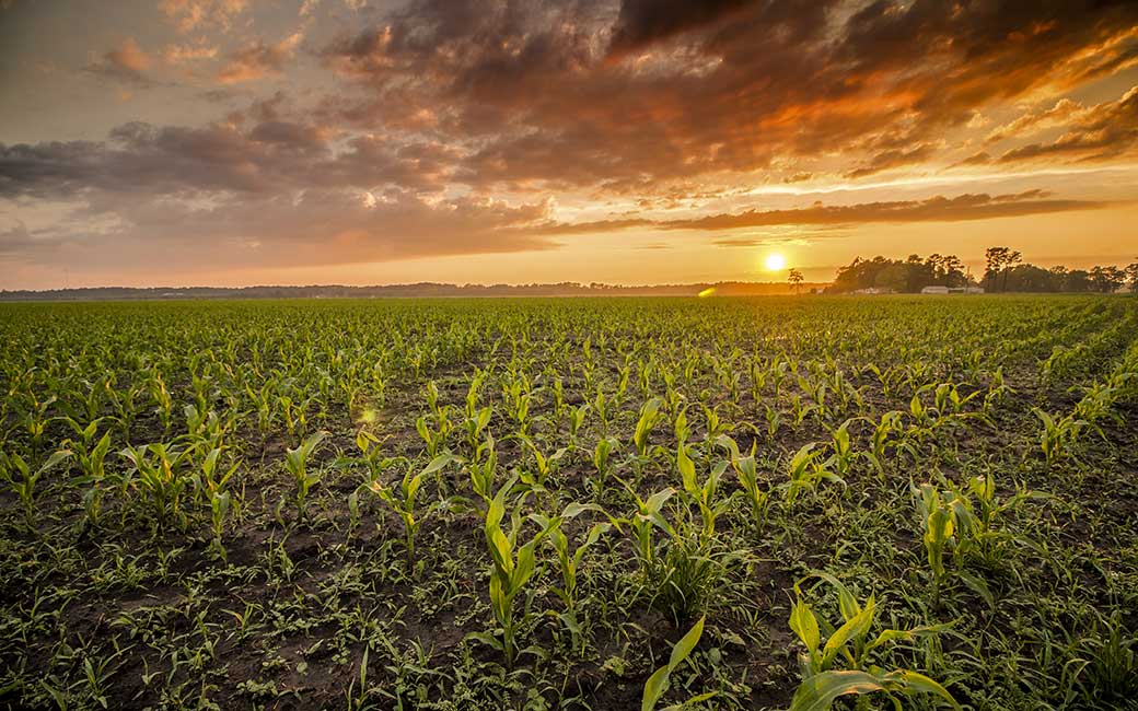 Corn fields outside of Arapahoe, North Carolina, at sunset.