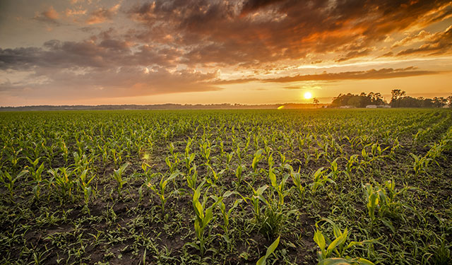 Corn fields outside of Arapahoe, North Carolina, at sunset. &copy; Will Conkwright/TNC Photo Contest 2016