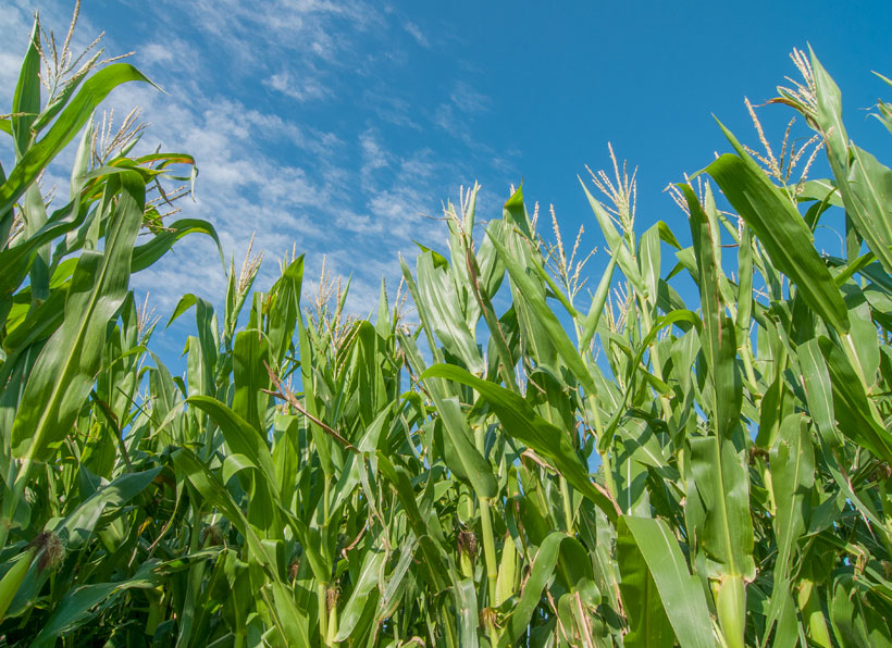 Corn growing at the Monsanto Water Learning Center in Gothenburg, Nebraska. &copy; Chris Helzer/TNC