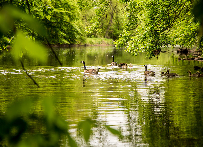 Scenic view of geese in Brandywine Creek during the First State National Park's Bioblitz, outside Wilmington, Delaware. &copy; Devan King/TNC