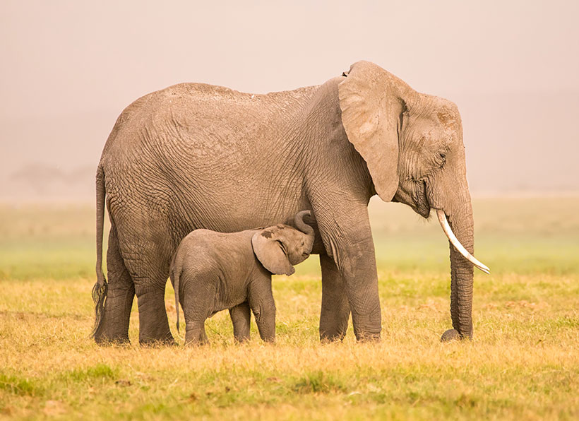 Elephant and her calf, Amboseli National Reserve, Kenya. &copy; Martina Schikore /TNC Photo Contest 2018