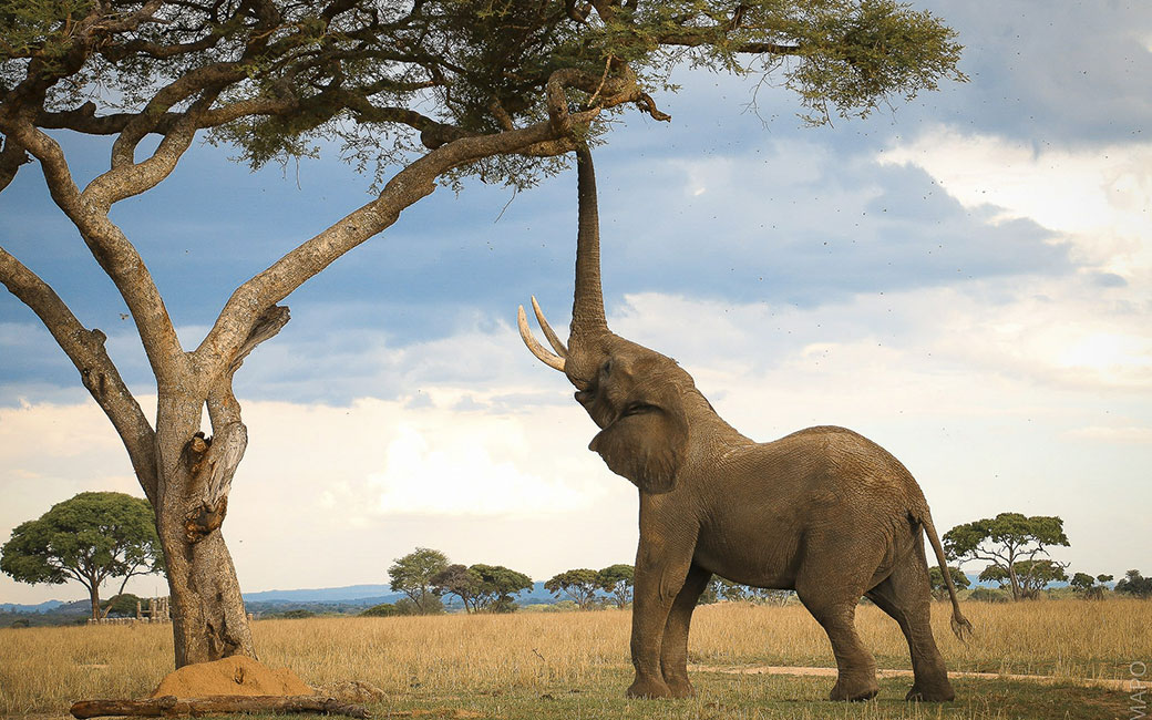 Elephant reaching its trunk up toward a tree branch.