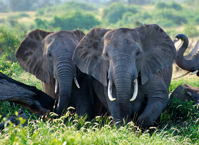 Elephants in Amboseli National Park, Kenya. &copy; Krista Lyons