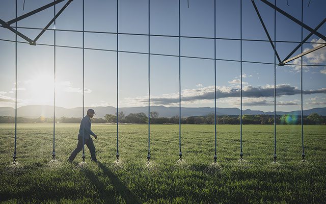 A man wearing a hat walks through a farm field under a structure from which numerous hoses are hanging and spraying water on the crops below. The sun illuminates a ridge in the distance.