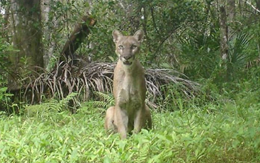 A Florida panther sitting in a fern covered field.