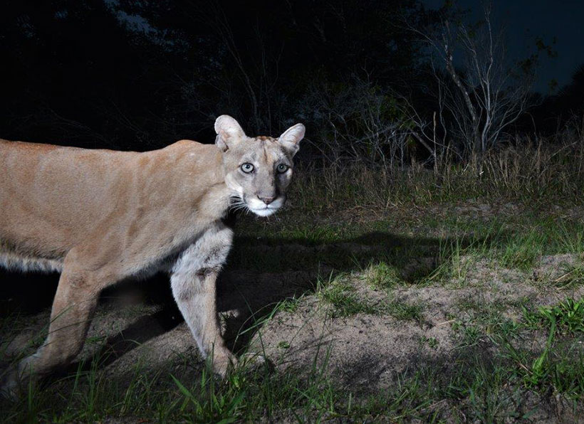 Florida panther pictured at night from a camera trap in Collier County, Florida. &copy; fStop Foundation