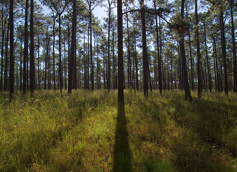 Healthy longleaf pine forest near Columbus, Georgia. &copy; Mark Godfrey/TNC