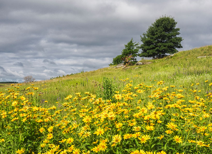 伊利诺斯州纳丘萨草原上的野花。软件是查尔斯·拉里