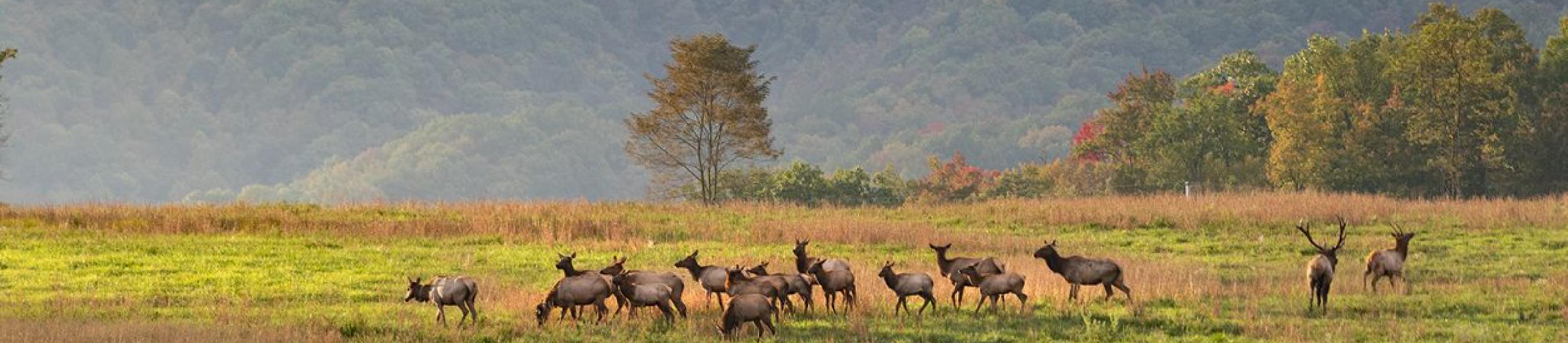 A herd of elk graze in a field in the Cumberland Forest, with forested mountains in the distance. © Daniel White