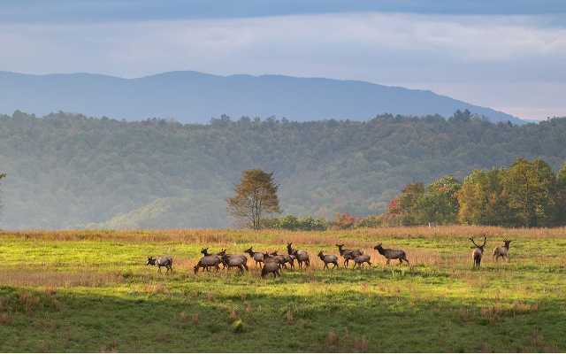 A herd of elk graze in a field in the Cumberland Forest, with forested mountains in the distance. © Daniel White