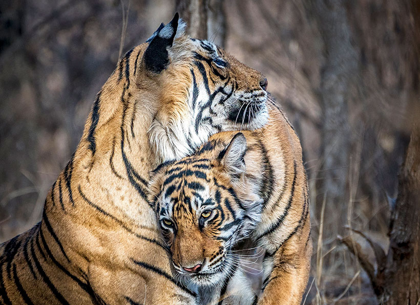 Mother and tiger cub in Ranthambore, India. &copy; Mary Chambers /TNC Photo Contest 2019