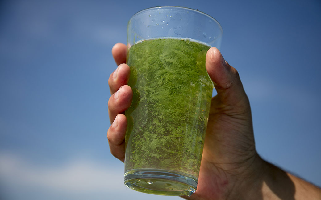 A glass of water taken from an area of algal bloom on Lake Erie near Toledo, Ohio. &copy; Ariana Lindquist