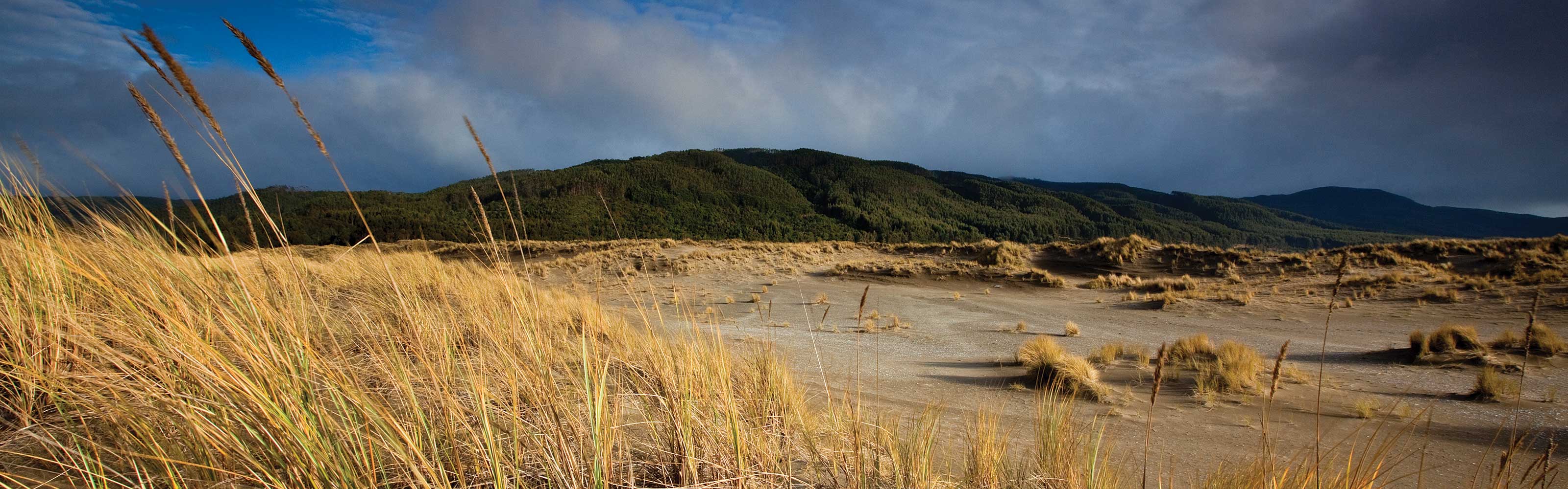 Scenic landscape at Valdivia Coastal Reserve, Chile. &copy; Ian Shive