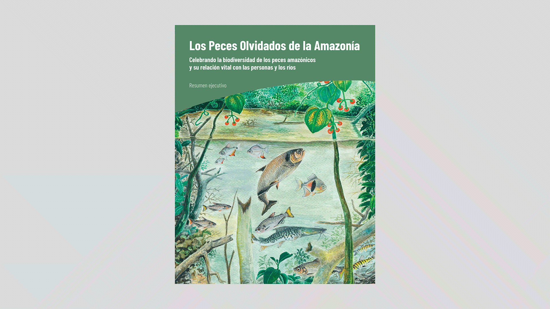 Los Peces Olvidados de la Amazonía: Celebrando la biodiversidad de los peces amazónicos y su relación vital con las personas y los ríos. Resumen ejecutivo.