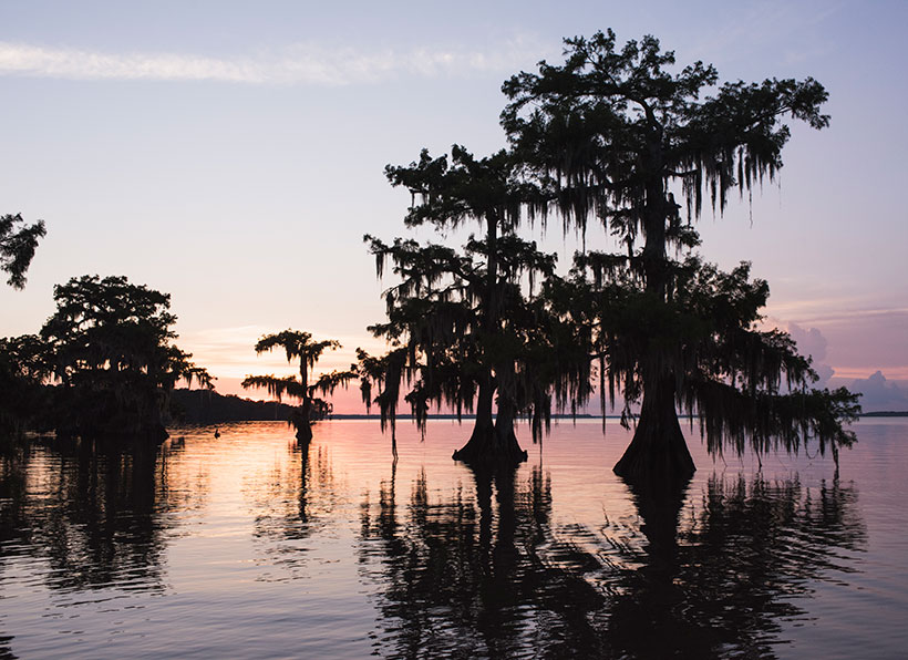 Cypress trees in Lake Fausse Pointe, Louisiana. &copy; Carlton Ward Jr.
