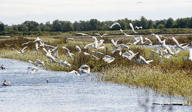 One of the many benefits Illinois wetlands provide is serving as a rest stop for migratory birds on their long journeys. &copy; Laura Stoecker