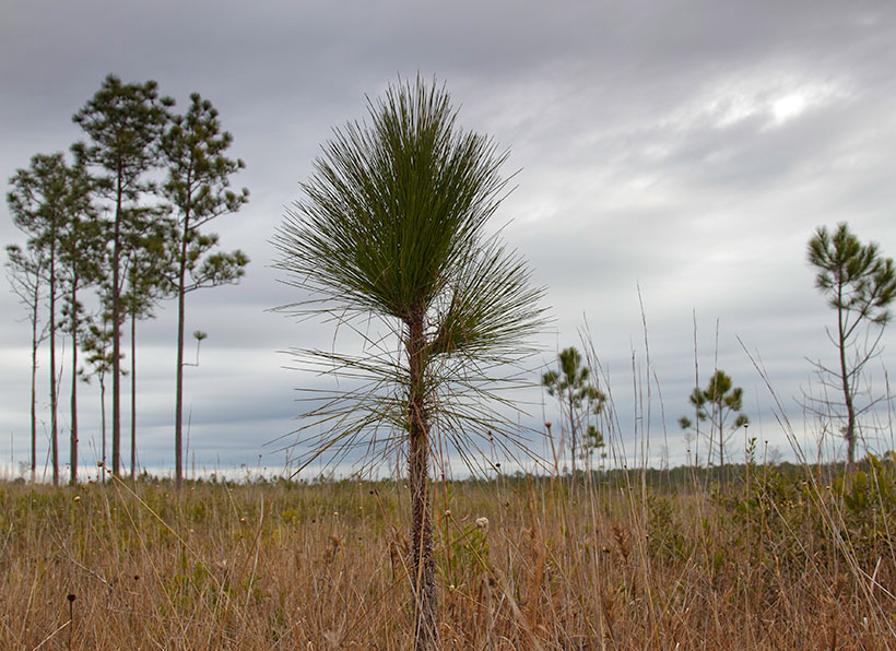Longleaf pine savanna at TNC’s Old Fort Bayou Mitigation Bank in Jackson County, Mississippi. &copy; Erika Nortemann/TNC