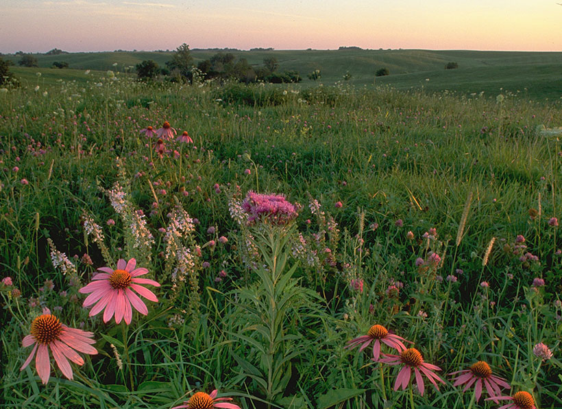Coneflowers at Dunn Ranch in Missouri. &copy; Frank Oberle