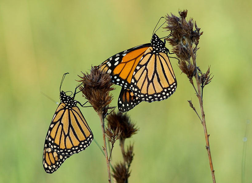 Monarch butterflies photographed in the sand prairie of the Derr Sandhills, Central Platte River, Nebraska. &copy; Chris Helzer