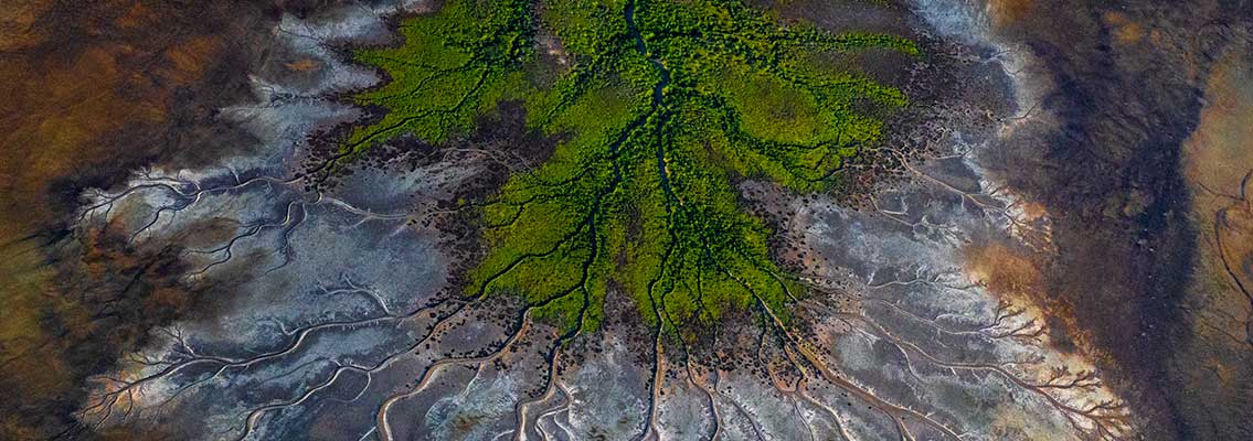 Aerial view of lush green mangraves branching out into the brown, tan, and beige shades of neighboring mud flats in a pattern resembling the branches of a tree or plant.