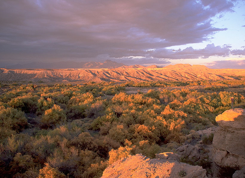 Riparian vegetation and the floodplain of the Muddy River in the Moapa Valley of Nevada. &copy; Scott T. Smith