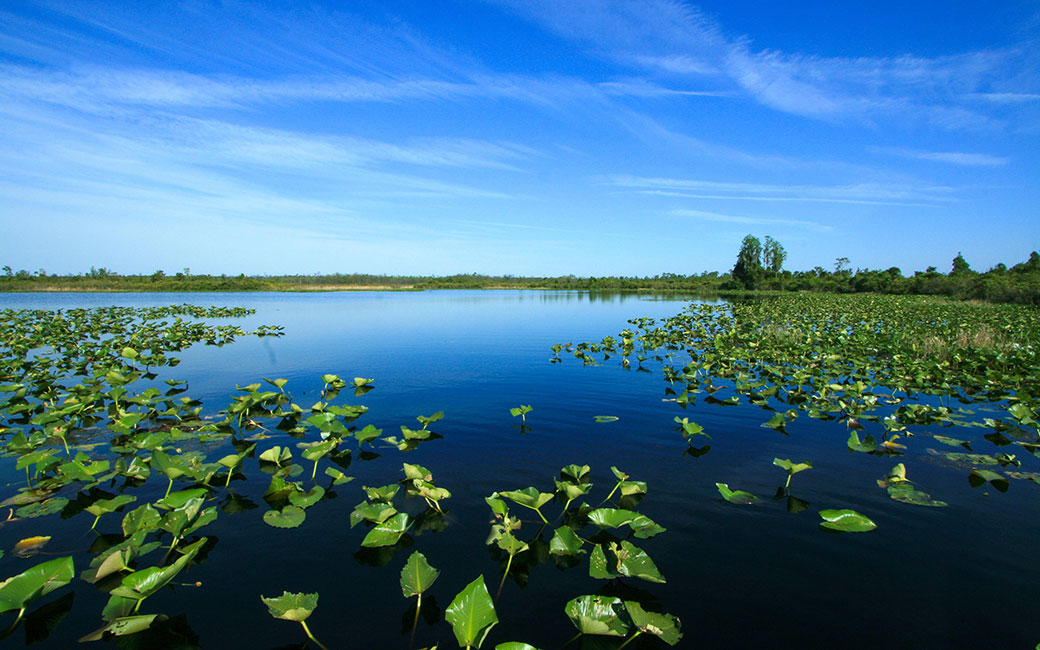 Expansive view of wetlands under blue sky.