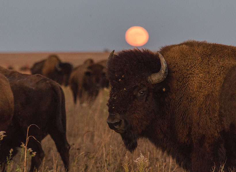 A full harvest moon rises over the bison herd at The Nature Conservancy's Tallgrass Prairie Preserve, Pawhuska, Oklahoma. &copy; Morgan Heim