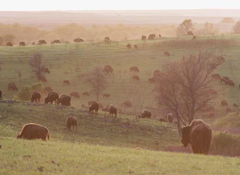 American bison roam and graze the spring grasses across the Tallgrass Prairie Preserve. &copy; Morgan Heim