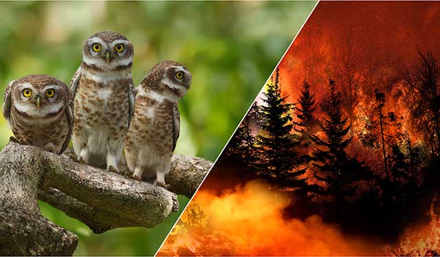 Graphic showing three owls against a green background alongside wildfire burning a forest. &copy; TNC
