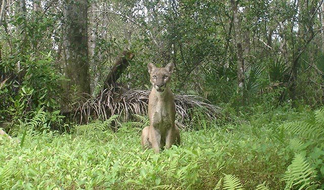 A Florida panther sitting in a fern covered field.