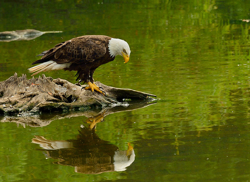 Bald eagle at Middle Creek Wildlife Management Area in Kleinfeltersville, Pennsylvania. &copy; Larry Keller