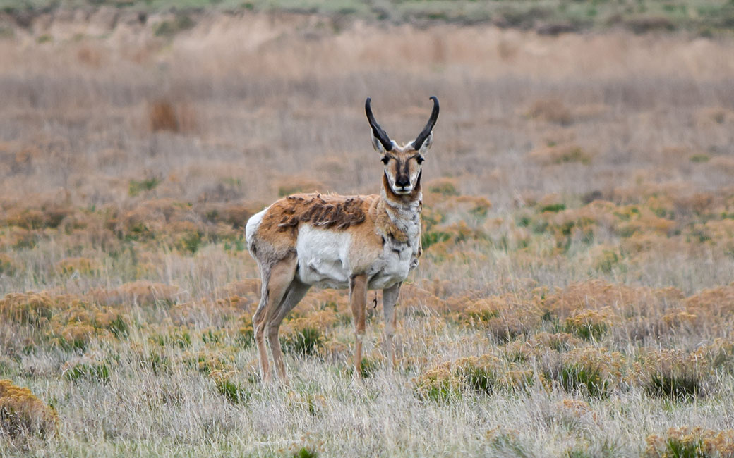 A pronghorn antelope at The Nature Conservancy’s Smoky Valley Ranch in Logan County, Kansas. &copy; Justin Roemer