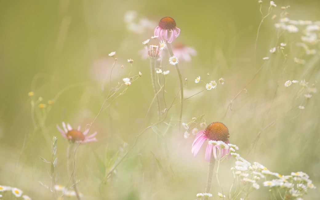 Purple coneflower blooming on the prairie. &copy; Richard Hamilton Smith