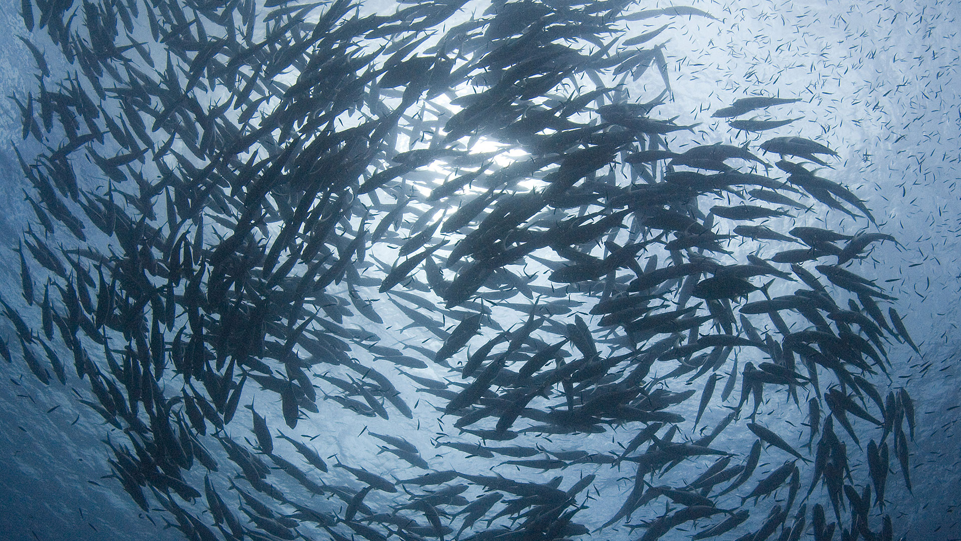 A large, circling school of fish is photographed under water, looking up toward the water surface where daylight shines down.