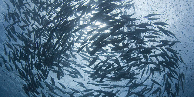 A large, circling school of fish is photographed under water, looking up toward the water surface where daylight shines down.