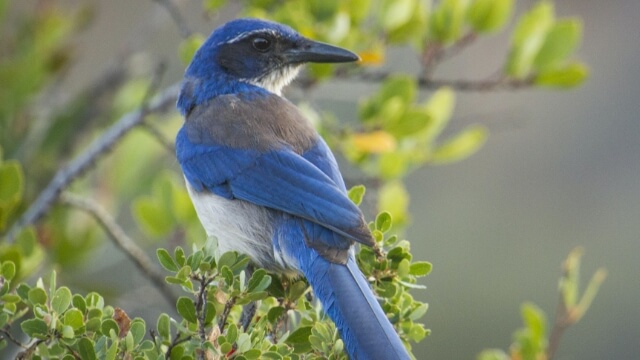 Scrub jay perched on branch. &copy; Morgan Heim/Day's Edge Productions