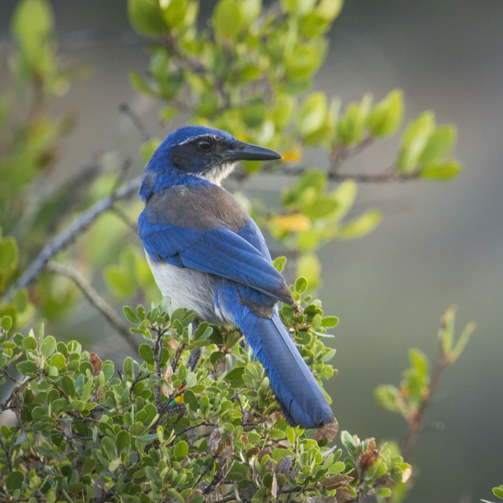 Scrub jay perched on branch. &copy; Morgan Heim/Day's Edge Productions