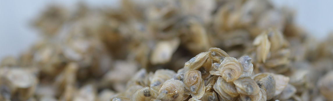 Close-up of baby oysters. &copy; Dr. Paul Hamer